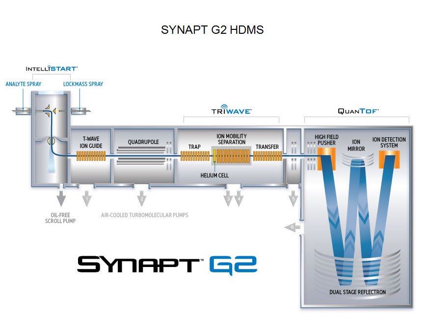 SYNAPTG2